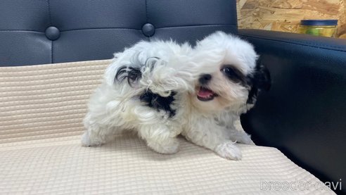 成約済の兵庫県のチワマル:チワワ×マルチーズ-336036の8枚目